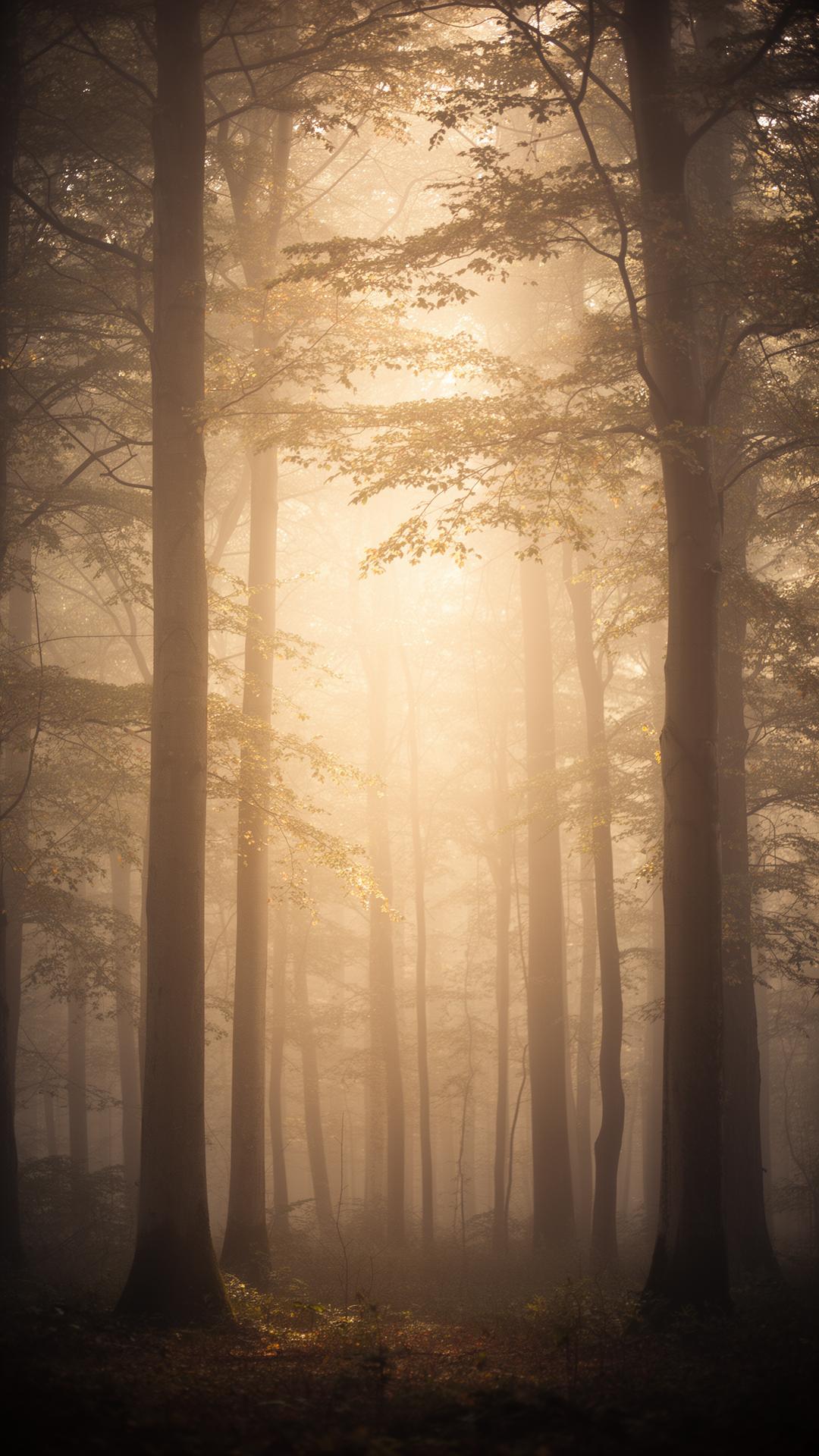 Bosque al amanecer con luz dorada filtrándose entre los árboles