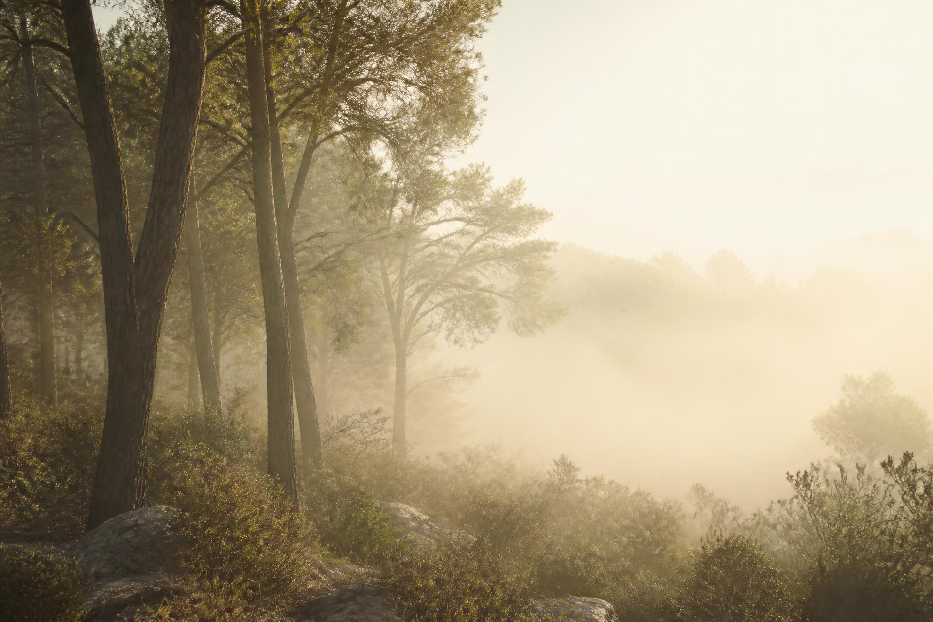 Bosque de abetos con niebla suave y luz serena entre los árboles